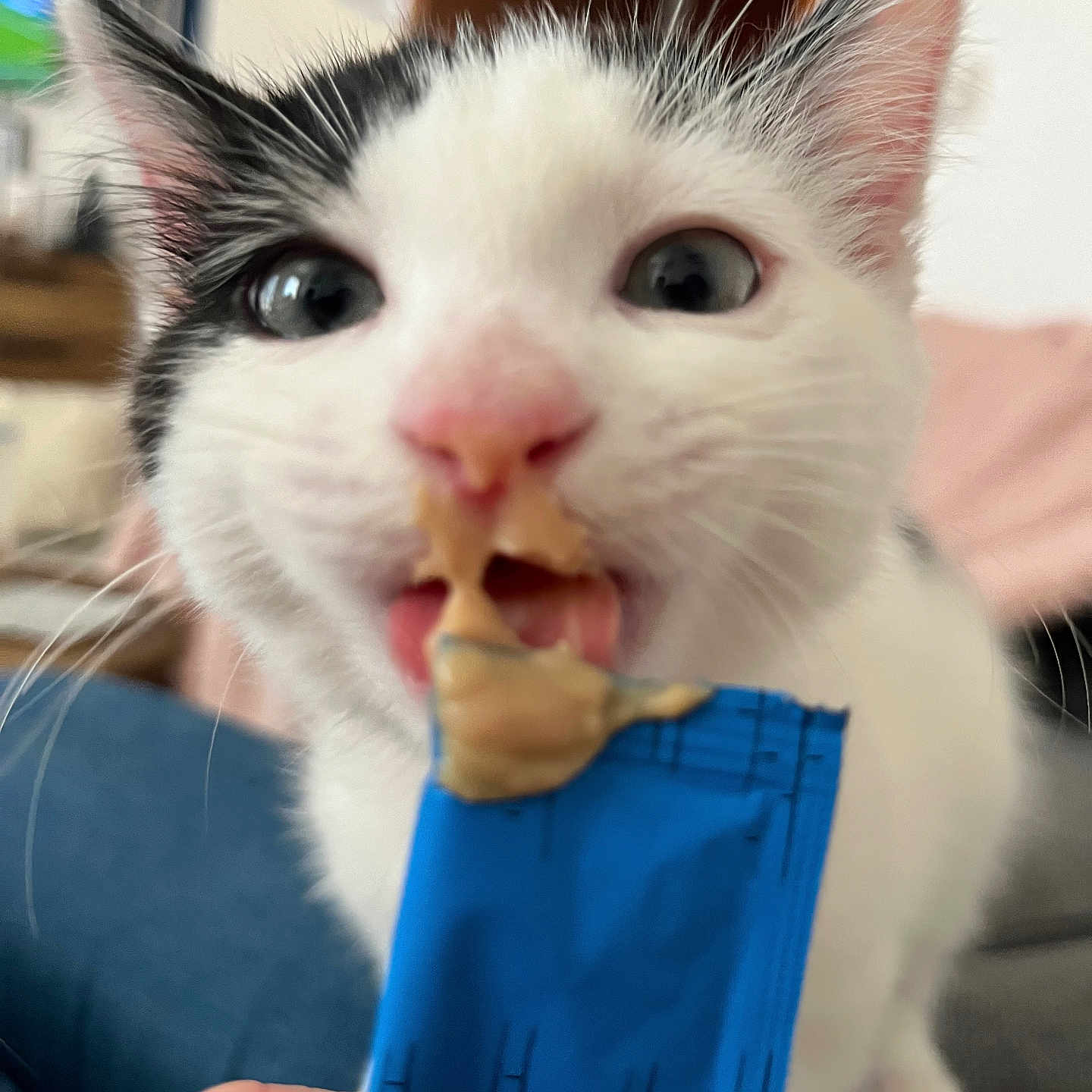 Mr Monk is registered to the contest to win money with this photo: animal, black_fur, blue_packet, blurred_background, cat, close_up, curious, cute, domestic, feline, food_packet, hand, indoor, kitten, licking, peanut_butter, pet, pink_nose, whiskers, white_fur
