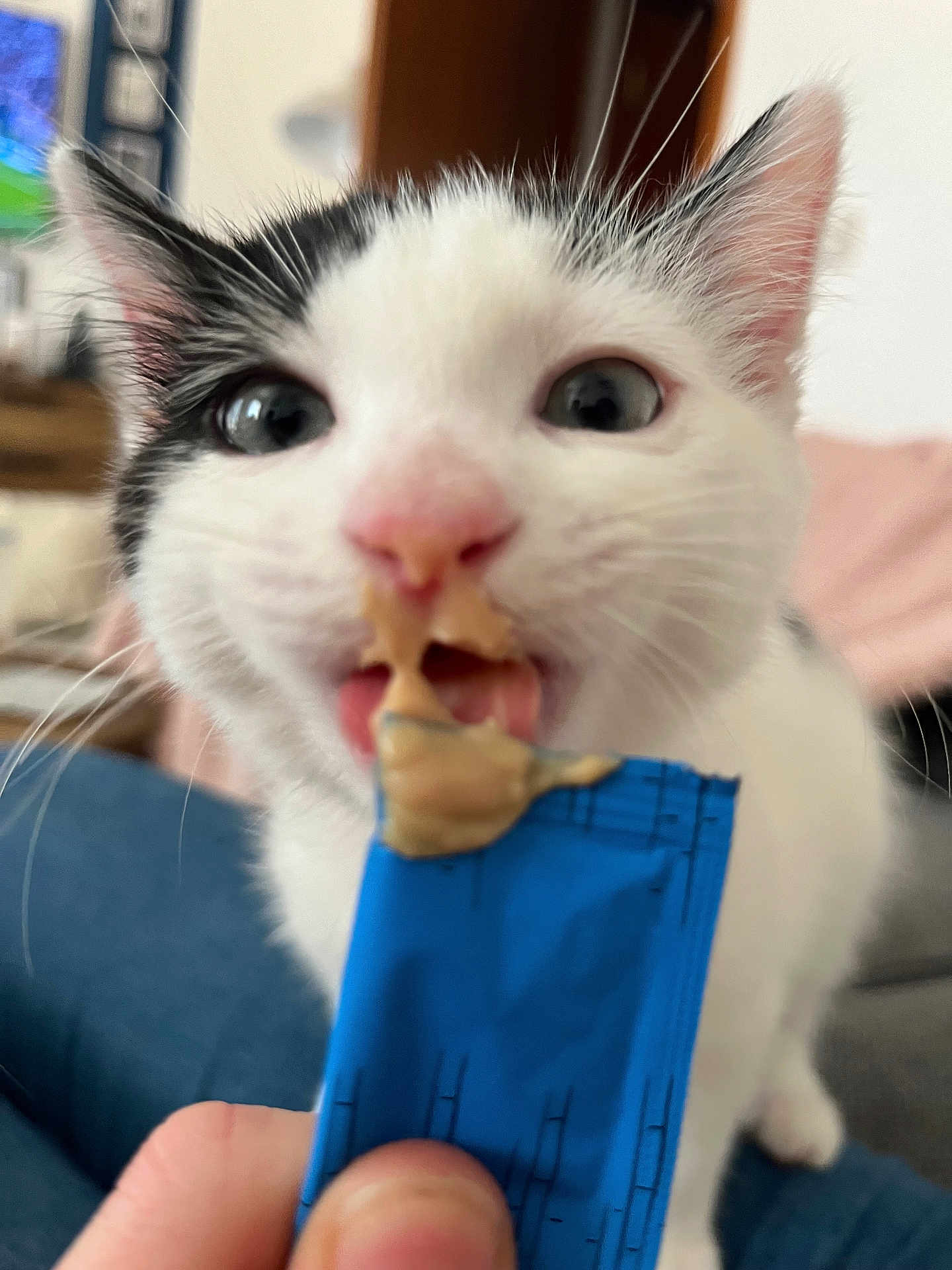 Mr Monk is registered to the contest to win money with this photo: animal, black_fur, blue_packet, blurred_background, cat, close_up, curious, cute, domestic, feline, food_packet, hand, indoor, kitten, licking, peanut_butter, pet, pink_nose, whiskers, white_fur