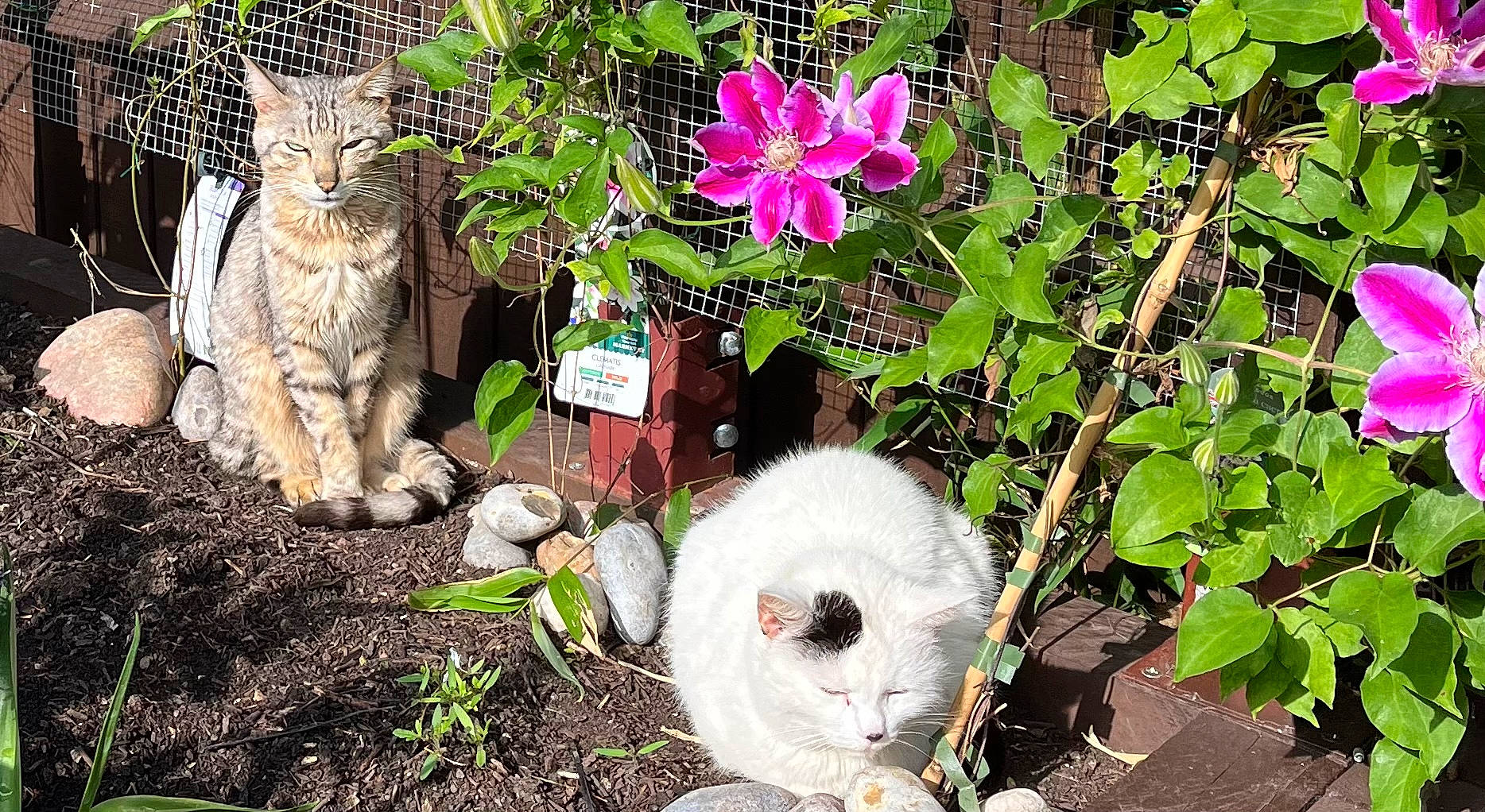 Alex joined the competition — help win amazing prizes! annual_plant, botany, cat, domestic_short_haired_cat, felidae, flower, flowering_plant, garden, grass, groundcover, herbaceous_plant, lawn_ornament, leaf, mammal, petal, plant, shrub, soil, terrestrial_plant, vertebrate