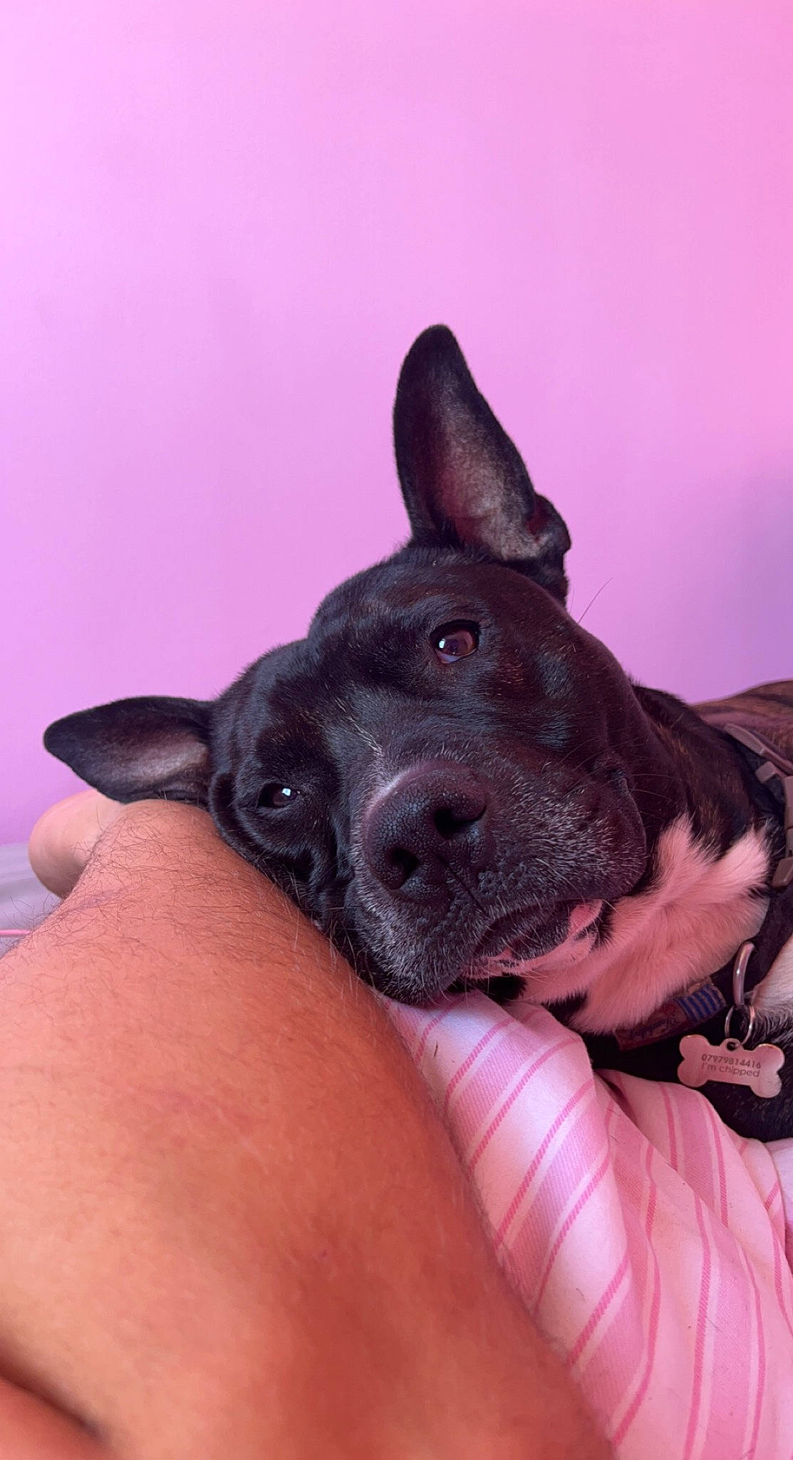 Spooky joined the competition — help win amazing prizes! canidae, carnivore, comfort, companion_dog, dog, dog_breed, ear, electric_blue, fawn, gesture, non_sporting_group, snout, sporting_group, throat, whiskers, working_animal