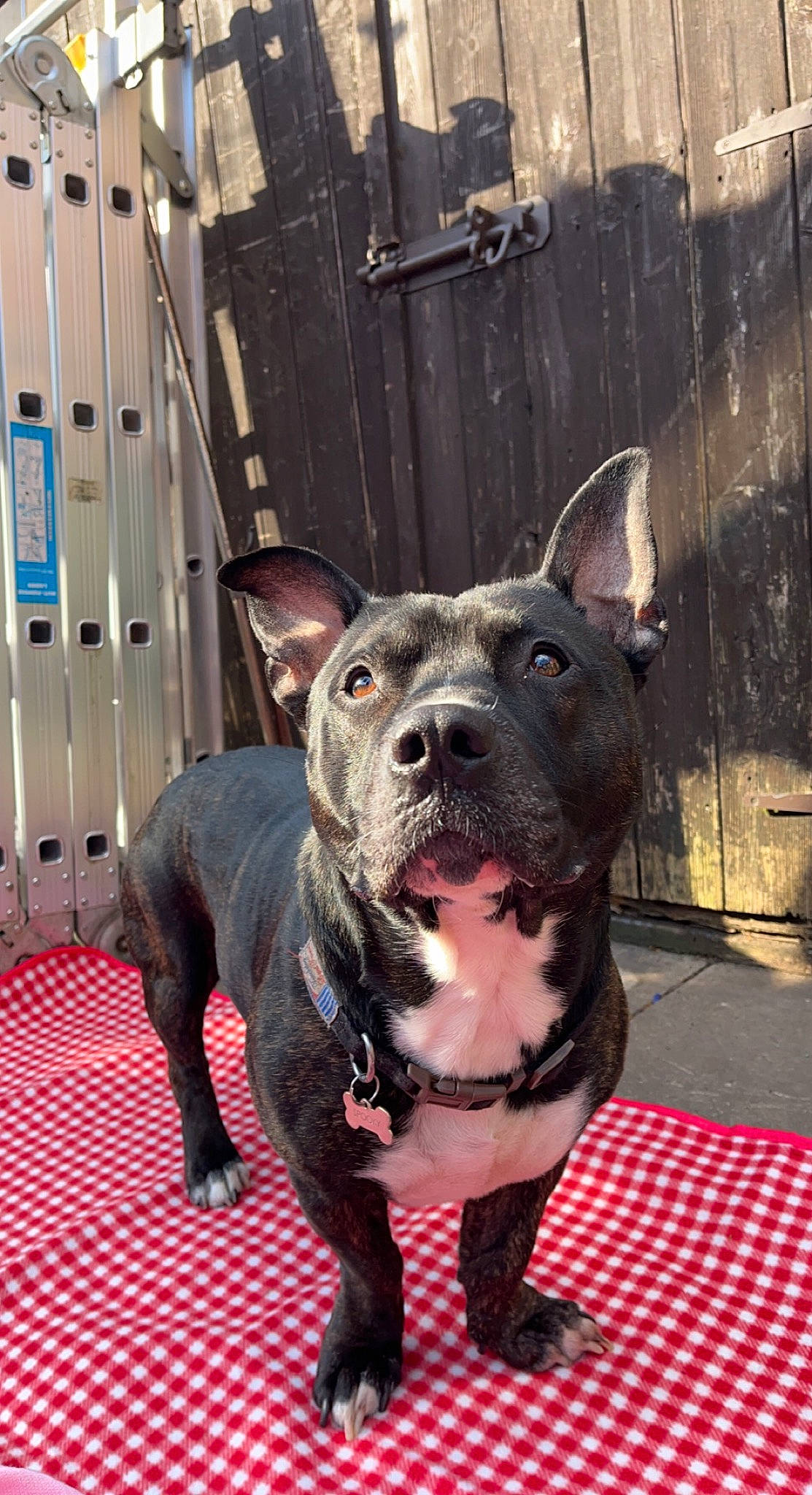 Spooky joined the competition — help win amazing prizes! ancient_dog_breeds, canidae, canis_panther, carnivore, collar, companion_dog, dog, dog_breed, dog_collar, fawn, fur, guard_dog, hat, non_sporting_group, shipping_container, snout, sporting_group, whiskers, working_animal, working_dog