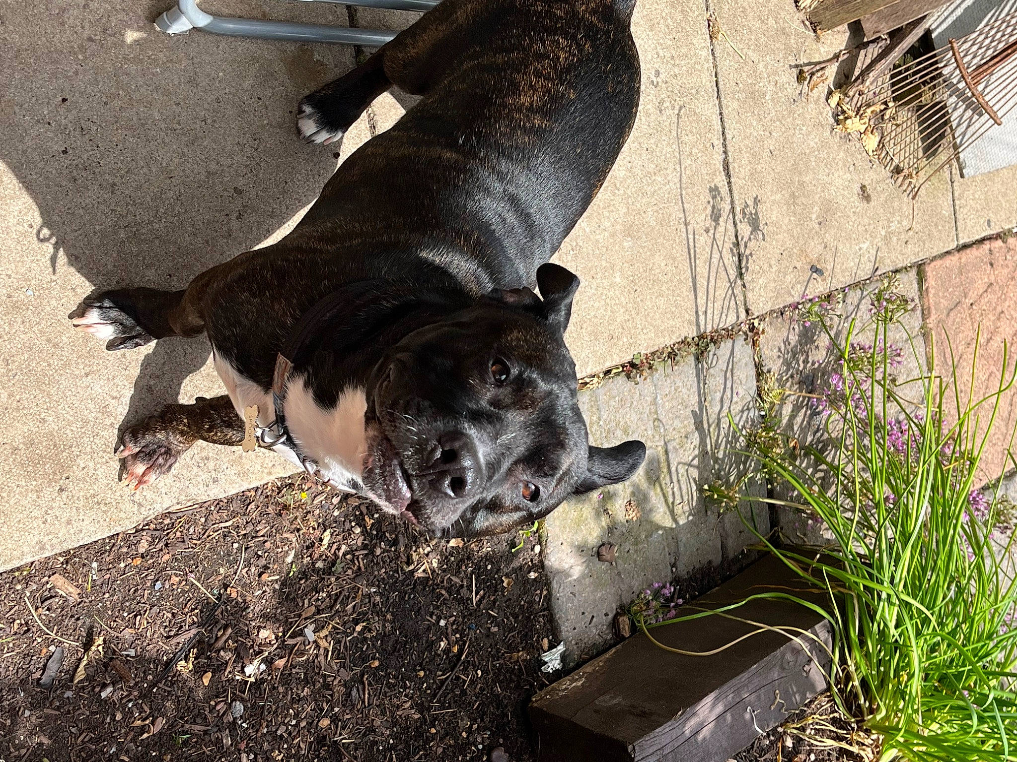 Spooky is registered to the contest to win money with this photo: canidae, carnivore, companion_dog, dog, dog_breed, fawn, fur, grass, groundcover, herbaceous_plant, human_leg, natural_material, non_sporting_group, plant, snout, soil, sporting_group, tail, terrestrial_animal, working_animal