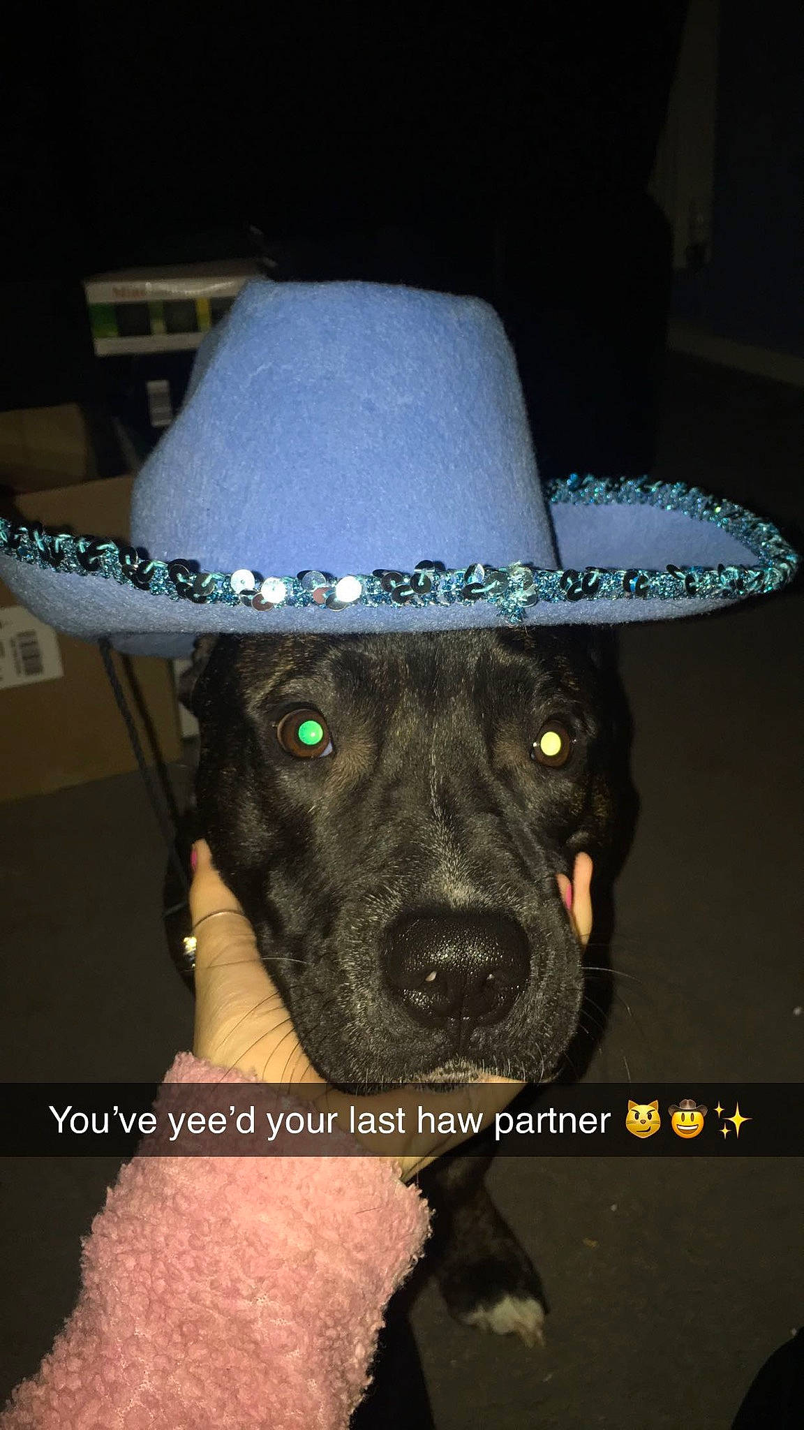 Spooky joined the competition — help win amazing prizes! baseball_cap, canidae, cap, carnivore, collar, companion_dog, costume_hat, cowboy_hat, dog, dog_breed, fashion_accessory, fedora, hat, headgear, personal_protective_equipment, sleeve, snout, sporting_group, sun_hat, working_animal
