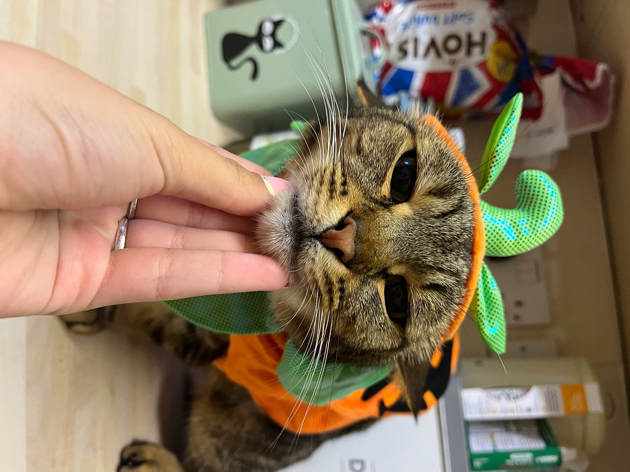 Skids joined the competition — help win amazing prizes! carnivore, cat, claw, domestic_short_haired_cat, ear, eyelash, fashion_accessory, felidae, fur, nail, small_to_medium_sized_cats, snout, thread, thumb, toy, whiskers, wildlife, wrist