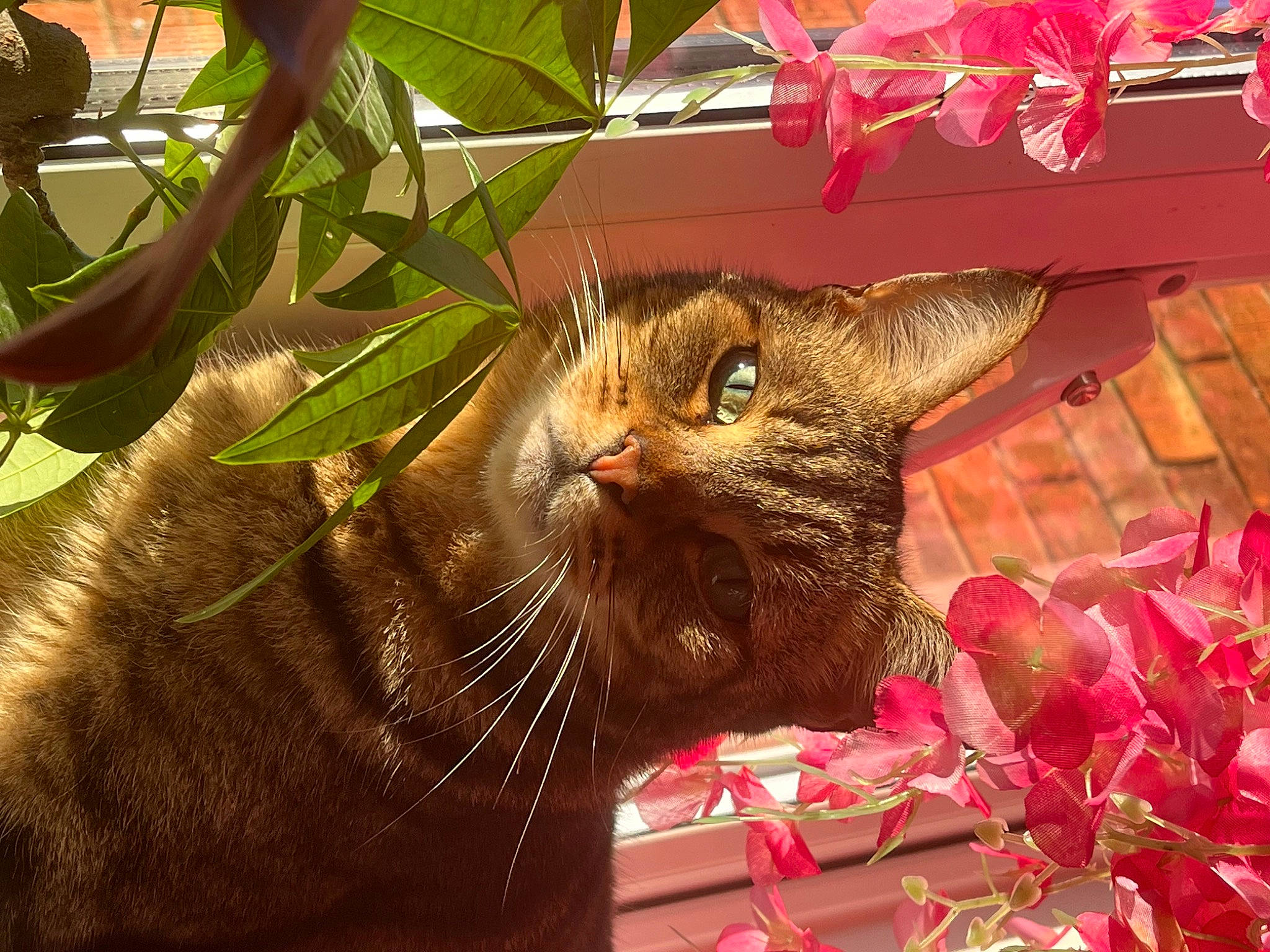 Skids is registered to the contest to win money with this photo: botany, carnivore, cat, domestic_short_haired_cat, felidae, flower, flowerpot, fur, grass, houseplant, mammal, organism, petal, plant, small_to_medium_sized_cats, snout, terrestrial_plant, vertebrate, whiskers, window
