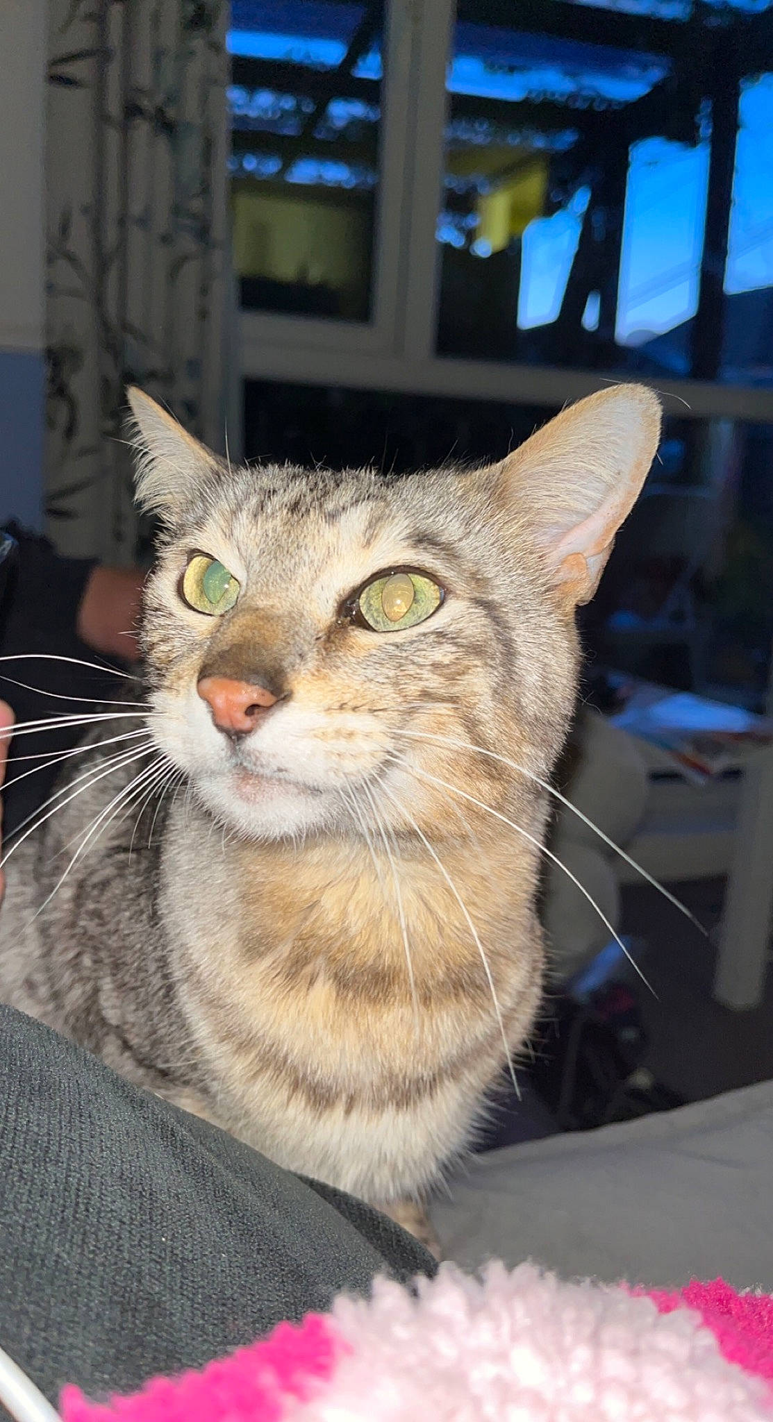 Ben is registered to the contest to win money with this photo: carnivore, cat, domestic_short_haired_cat, felidae, fur, iris, small_to_medium_sized_cats, snout, terrestrial_animal, whiskers, wildlife, window