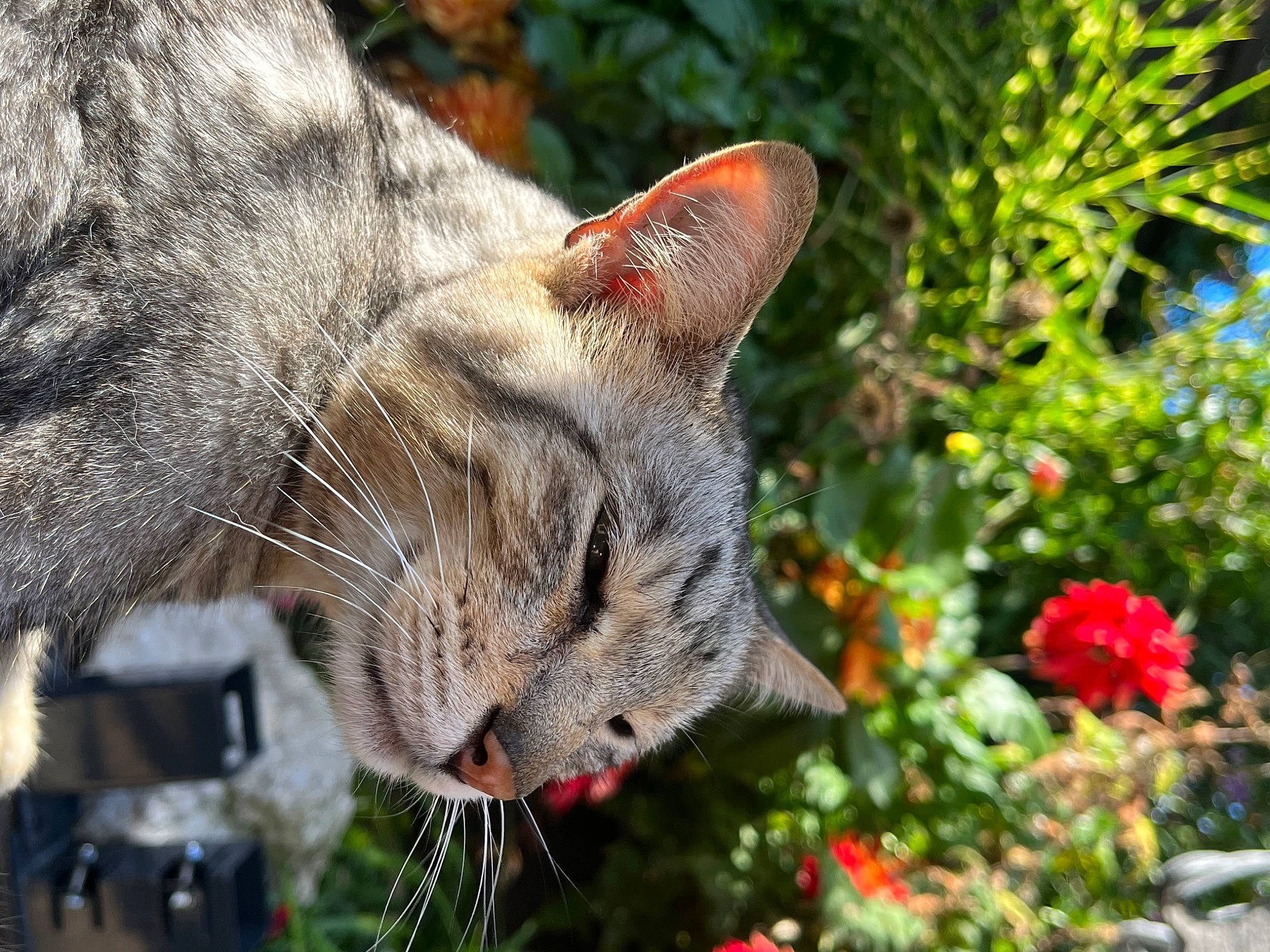 Ben is registered to the contest to win money with this photo: carnivore, cat, christmas_ornament, close_up, collar, domestic_short_haired_cat, event, fawn, felidae, flower, fur, grass, plant, small_to_medium_sized_cats, snout, tail, terrestrial_animal, tree, whiskers, wildlife