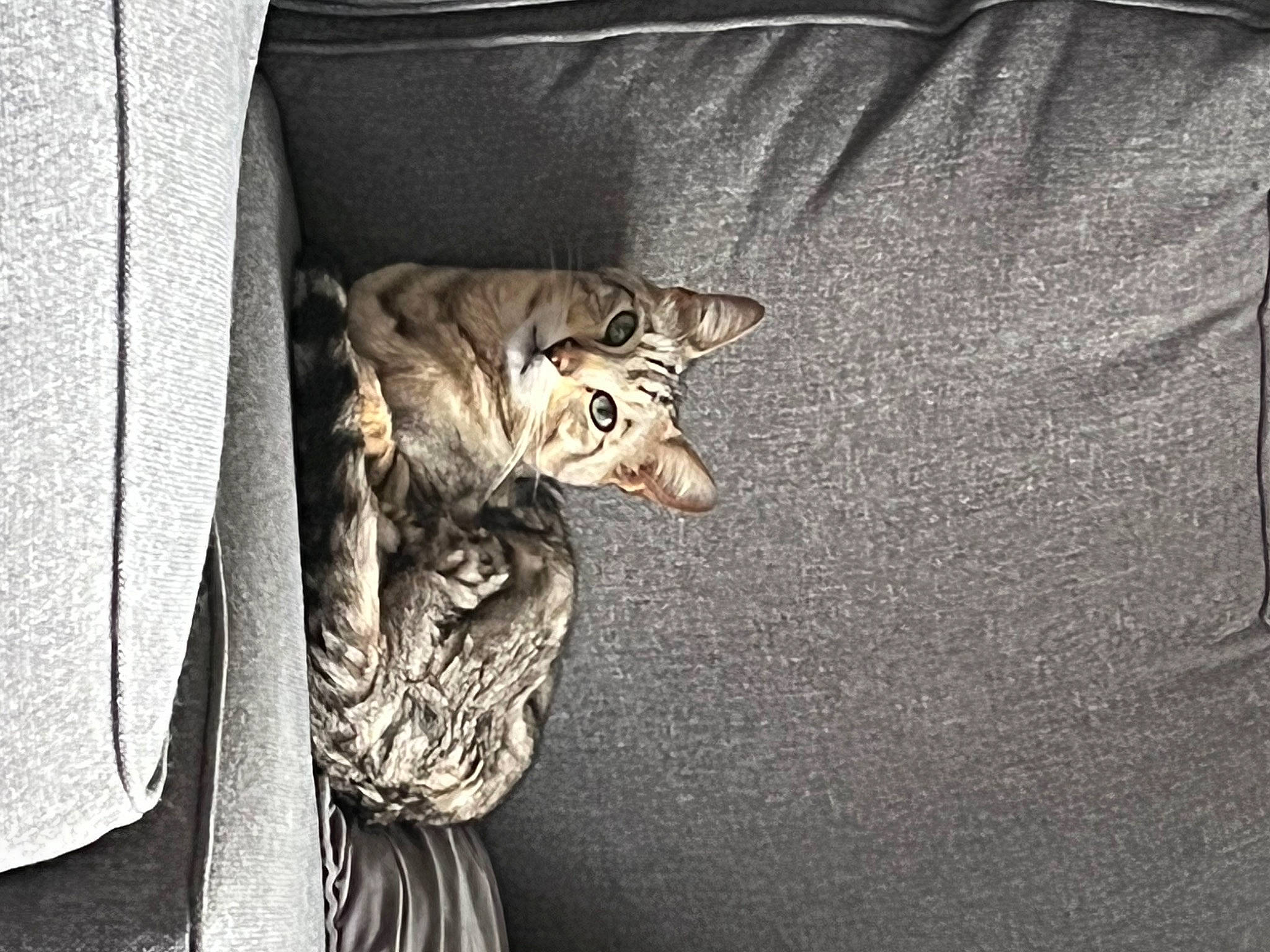 Ben is registered to the contest to win money with this photo: big_cats, carnivore, cat, comfort, darkness, door, felidae, fur, grey, pattern, room, sleeve, small_to_medium_sized_cats, snout, tail, terrestrial_animal, tree, whiskers, window, wood