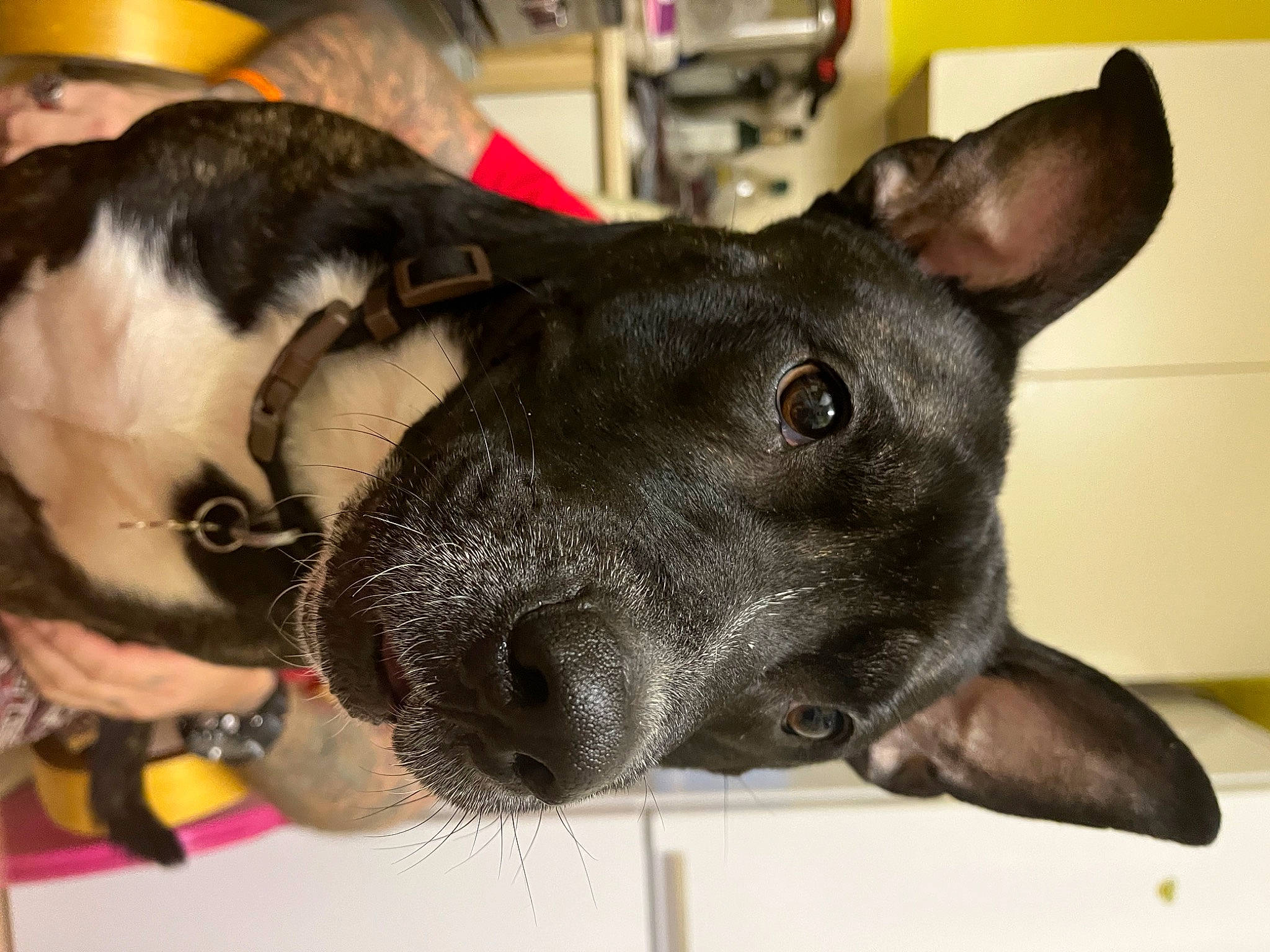 Ben is registered to the contest to win money with this photo: canidae, carnivore, collar, companion_dog, dog, dog_breed, dog_collar, ear, fawn, fur, guard_dog, non_sporting_group, pet_supply, snout, sporting_group, whiskers, working_animal, working_dog