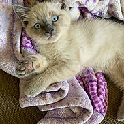 Olaf joined the competition — help win amazing prizes! cat, kitten, animal, pet, blue_eyes, fluffy, cream_fur, pointed_ears, paw, whiskers, lying_down, relaxed, cute, portrait, blanket, purple, couch, indoor, cozy, close_up