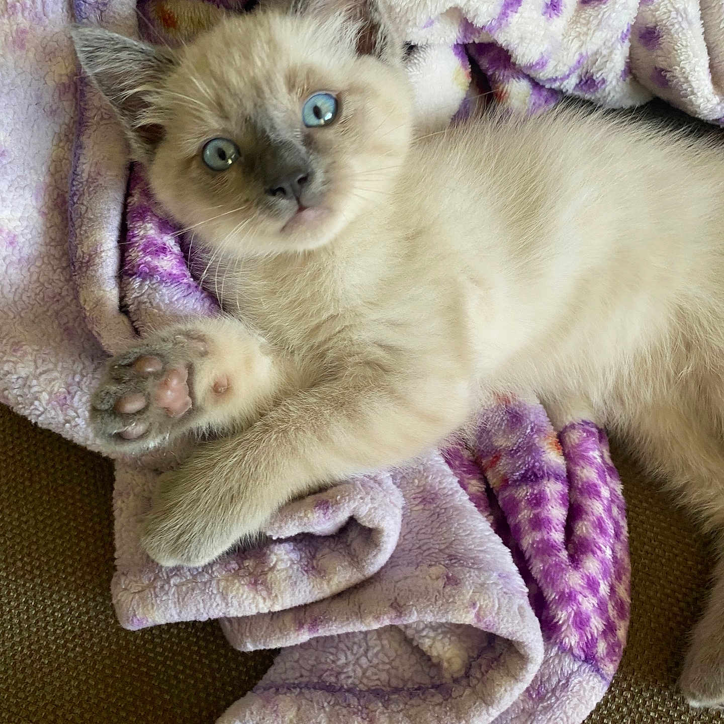 Olaf