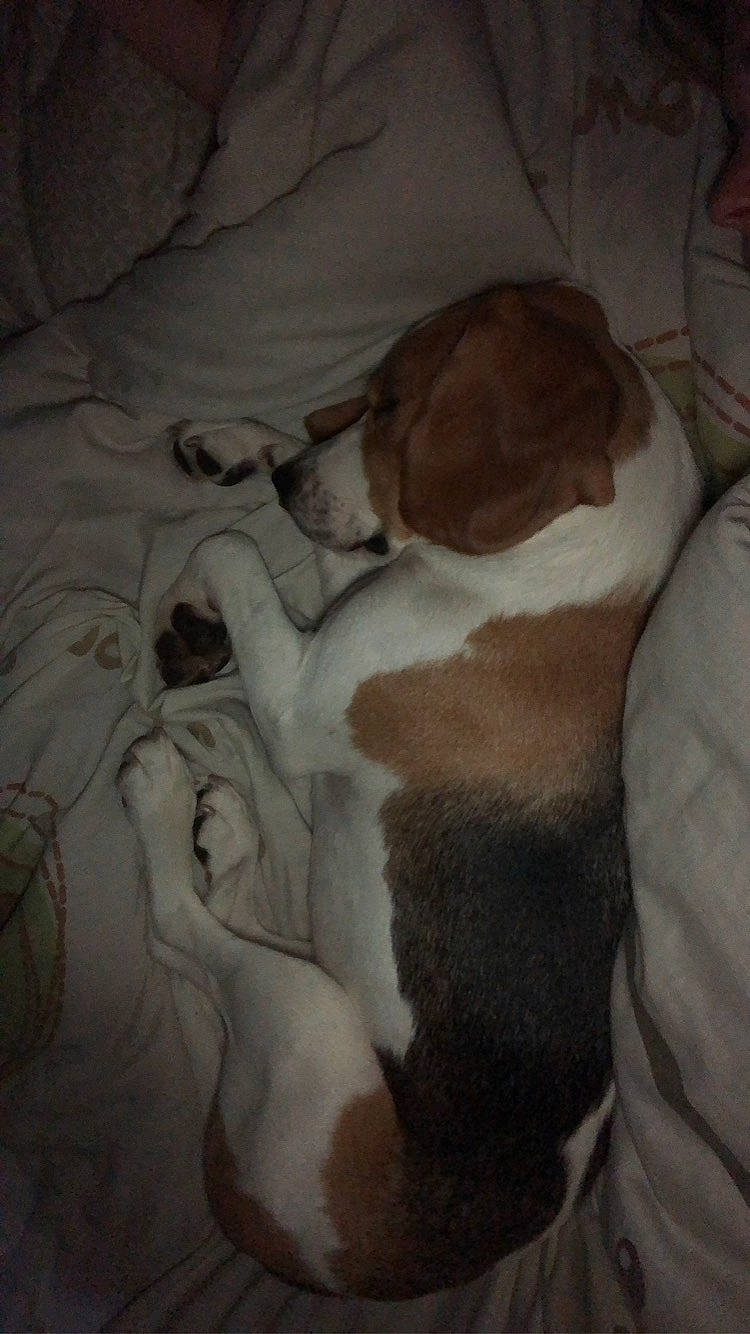 Tao participe au concours pour gagner de l'argent avec cette photo : art, bed, bed_sheet, bedding, canidae, comfort, companion_dog, dog_breed, fawn, fur, linens, nap, painting, pattern, room, sleep, sporting_group, tree, visual_arts, wood