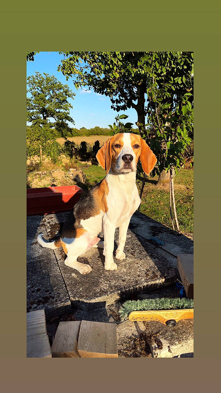 Tao a rejoint le concours — aidez-le/la à gagner de superbes lots ! carnivore, collar, companion_dog, dog, dog_breed, giant_dog_breed, grass, gun_dog, hound, landscape, natural_landscape, painting, plant, rectangle, sporting_group, tail, tints_and_shades, tree, working_animal, working_dog