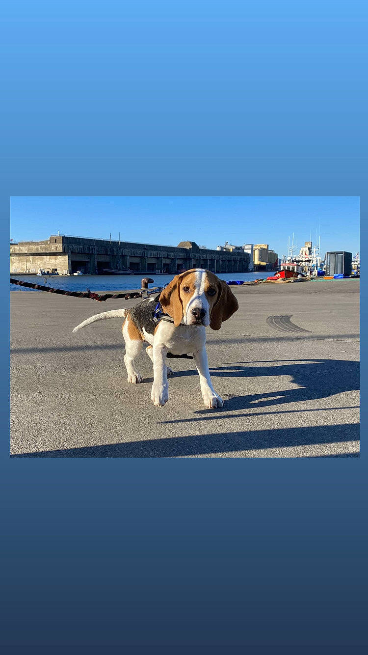 Tao a rejoint le concours — aidez-le/la à gagner de superbes lots ! asphalt, blue, canidae, carnivore, collar, companion_dog, dog, dog_breed, dog_supply, electric_blue, fawn, horizon, landscape, pet_supply, rectangle, sky, sporting_group, travel, walking, working_animal