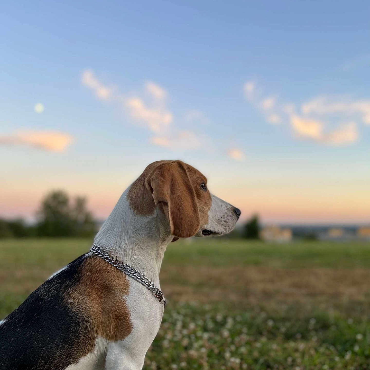 Tao a rejoint le concours — aidez-le/la à gagner de superbes lots ! animal, beagle, canine, cloud, dog, field, grass, grassland, horizon, hound, nature, outdoors, person, pet, plant, pointer, puppy, sky, snout, walkingdog