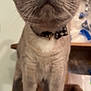 abyssinian, accessories, angora, animal, cat, collar, egyptiancat, jewelry, kitten, manx, necklace, pet, siamese, strap, wood