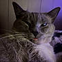 abyssinian, animal, bodypart, cat, couch, face, head, kitten, manx, mouth, person, pet, photography, portrait, purple, selfie, siamese, sleeping, teeth, tongue