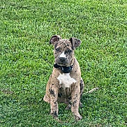 Bonnie is registered to the contest to win money with this photo: puppy, dog, brindle, grass, outdoor, collar, pet, animal, sitting, green, young, cute, canine, nature, fur, attention, portrait, playful, field, summer