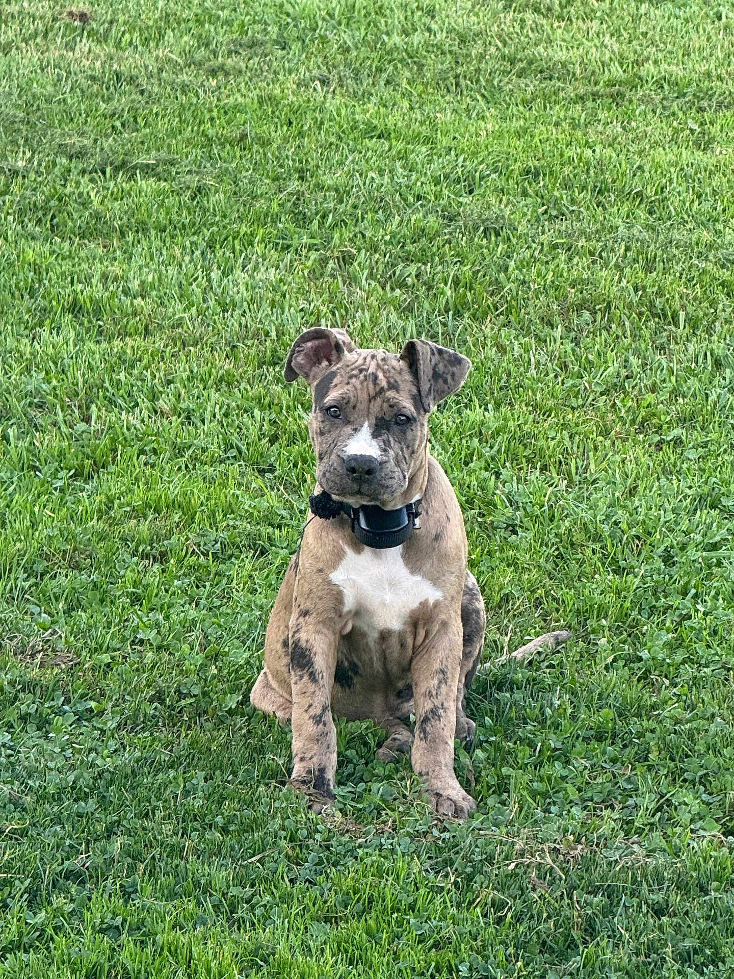 Bonnie