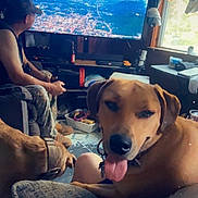 Ike joined the competition — help win amazing prizes! dog, man, television, living_room, window, couch, indoor, pet, tongue_out, casual_clothing, daylight, curtains, remote_control, carpet, collar, person, relaxing, home, electronics, furniture