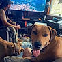 dog, man, television, living_room, window, couch, indoor, pet, tongue_out, casual_clothing, daylight, curtains, remote_control, carpet, collar, person, relaxing, home, electronics, furniture