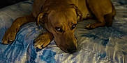 Ike joined the competition — help win amazing prizes! dog, bed, blanket, indoor, brown_dog, resting, pet, fur, animal, comfort, cozy, looking, bedroom, quiet, relaxed, sleepy, paws, canine, domestic_animal, laying_down
