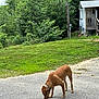dog, outdoor, grass, driveway, house, trees, pet, animal, nature, canine, sniffing, standing, rural, yard, greenery, collar, daytime, quiet, rustic, leisure