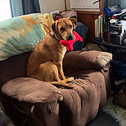 Ike is registered to the contest to win money with this photo: armchair, blanket, brown_dog, calendar, casual, clutter, cozy, curtain, dog, floor, furniture, home, indoor, pet, photograph, red_toy, room, table, toy, window