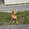 Ike joined the competition — help win amazing prizes! building, calm, canine, collar, daylight, dog, flower, grass, leash, nature, outdoor, pavement, pet, quiet, road, shadow, sidewalk, spring, sunlight, urban