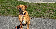 Ike joined the competition — help win amazing prizes! animal, building, calm, canine, collar, daytime, dog, grass, leash, nature, outdoor, park, pavement, pet, quiet, residential, shadow, sidewalk, sunny, waiting