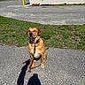 animal, building, calm, canine, collar, daytime, dog, grass, leash, nature, outdoor, park, pavement, pet, quiet, residential, shadow, sidewalk, sunny, waiting