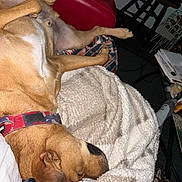 Ike is registered to the contest to win money with this photo: blanket, blanket_texture, canine, collar, cozy, dog, domestic, fur, furniture, indoor, lying_down, papers, paw, pet, red_couch, relaxed, resting, sleeping, snout, table