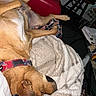 blanket, blanket_texture, canine, collar, cozy, dog, domestic, fur, furniture, indoor, lying_down, papers, paw, pet, red_couch, relaxed, resting, sleeping, snout, table