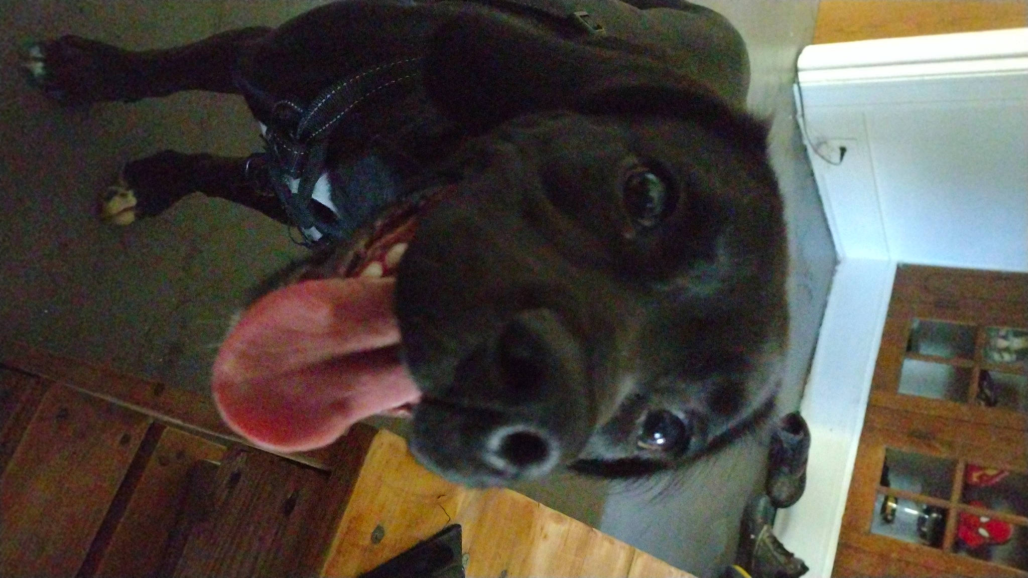 Bam-bam joined the competition — help win amazing prizes! canidae, carnivore, collar, companion_dog, dog, dog_breed, ear, fawn, fur, gesture, hardwood, liver, plank, snout, tail, varnish, whiskers, wood, wood_stain, working_animal