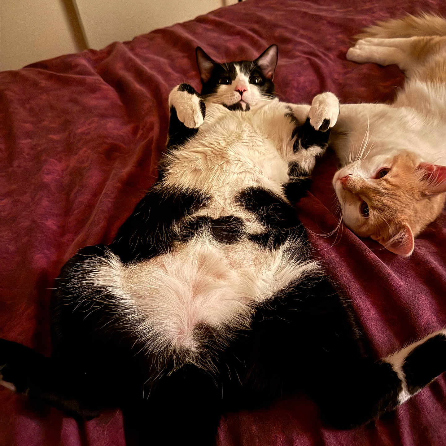 Brook Et Zoro participe au concours pour gagner de l'argent avec cette photo : animal, bed, bedroom, blanket, cat, computer, couch, electronics, furniture, hardwood, indoors, kitten, laptop, manx, pc, person, pet, quilt, room, wood