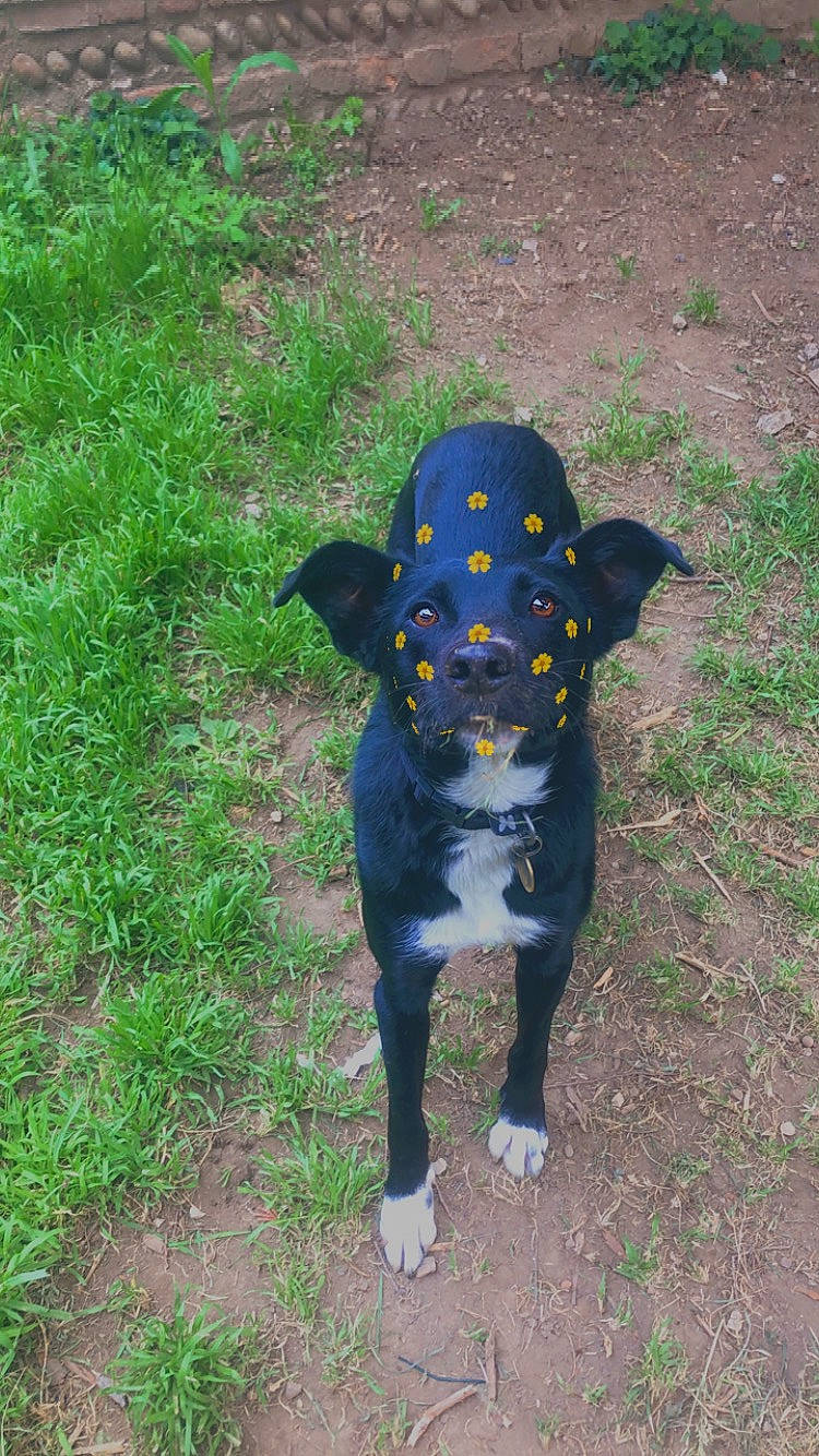 Filou a rejoint le concours — aidez-le/la à gagner de superbes lots ! canidae, carnivore, companion_dog, dog, dog_breed, dog_supply, electric_blue, fawn, grass, groundcover, hunting_dog, mammal, non_sporting_group, plant, snout, sporting_group, tail, terrestrial_animal, working_animal, working_dog