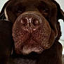 dog, labrador, chocolate, close_up, face, nose, paw, sleepy, pet, animal, mammal, fur, snout, resting, cute, domestic, portrait, indoor, brown, friendly