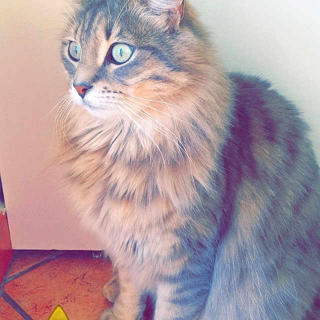 Simba participe au concours pour gagner de l'argent avec cette photo : abyssinian, angora, animal, art, cat, chair, clothing, costume, egyptiancat, face, head, kitten, manx, person, pet, photography, plush, portrait, purple, toy