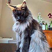 Grim is registered to the contest to win money with this photo: cat, fluffy, long_hair, indoor, sunlight, shadow, wooden_surface, flower, vase, furniture, pet, animal, portrait, serious_expression, ears, whiskers, table, domestic, houseplant, cozy