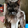 Grim is registered to the contest to win money with this photo: cat, maine_coon, fluffy, indoor, stool, fur, pet, animal, whiskers, ears, floor, household, focused, feline, mammal, domestic, closeup, portrait, home, fur_pattern