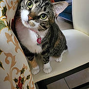 Mishu is registered to the contest to win money with this photo: cat, tabby, green_eyes, collar, indoor, chair, tablecloth, holiday, holly, berries, curious, pet, feline, white_paws, close_up, looking_up, domestic_animal, floor_tile, decor, cozy