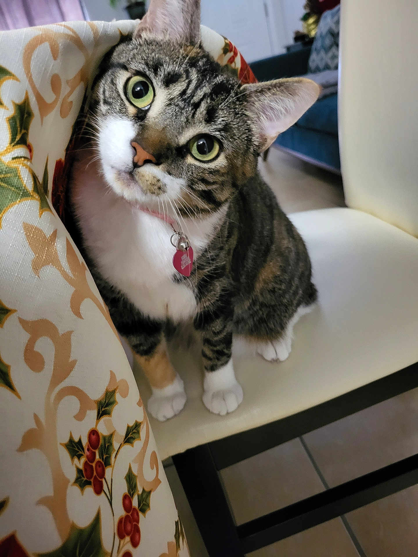 Mishu is registered to the contest to win money with this photo: cat, tabby, green_eyes, collar, indoor, chair, tablecloth, holiday, holly, berries, curious, pet, feline, white_paws, close_up, looking_up, domestic_animal, floor_tile, decor, cozy