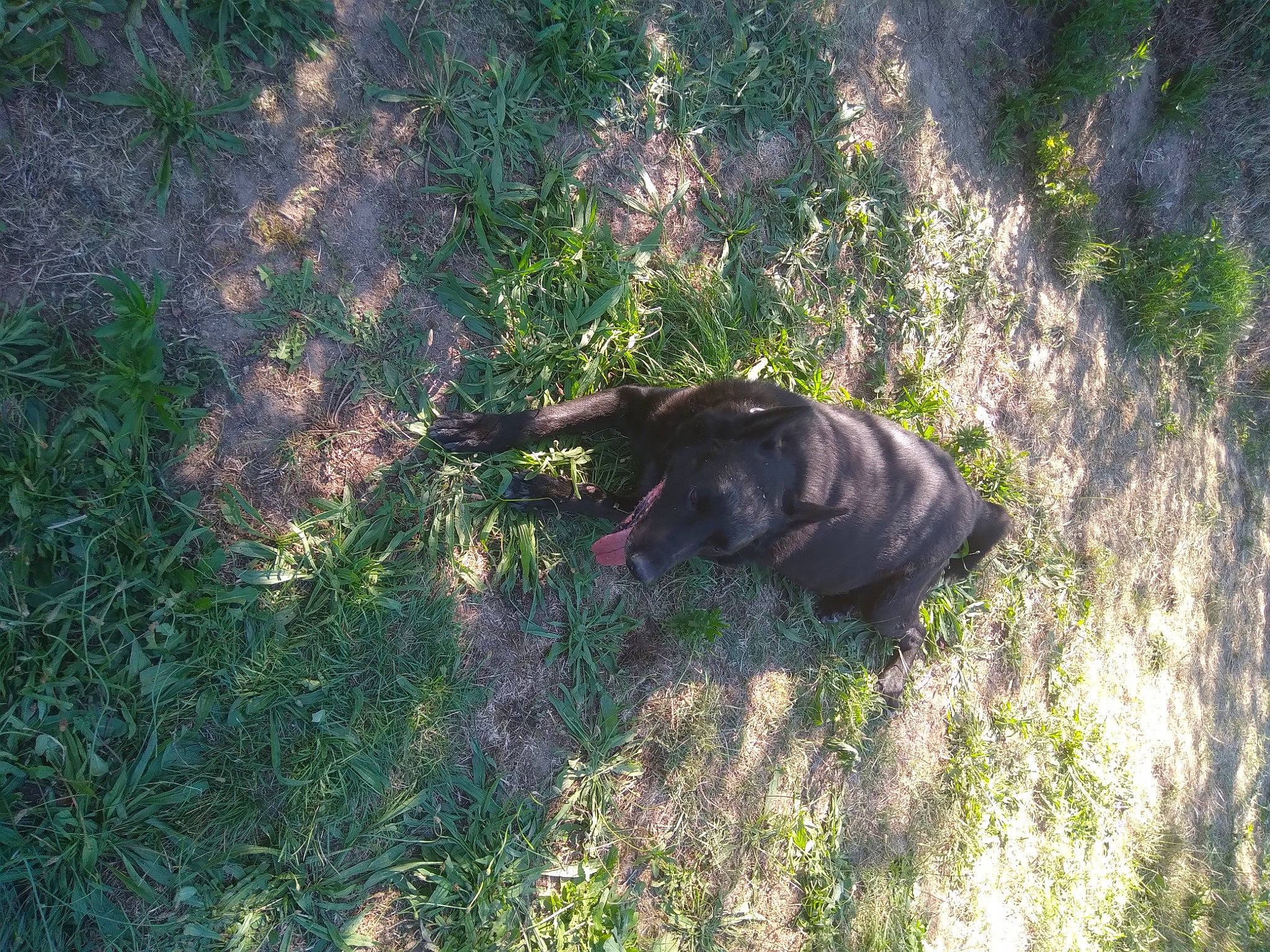 Imothep a rejoint le concours — aidez-le/la à gagner de superbes lots ! canidae, carnivore, dog, dog_breed, fawn, grass, grassland, groundcover, guard_dog, liver, plant, shadow, snout, soil, sporting_group, tail, terrestrial_animal, tints_and_shades, wildlife, working_animal