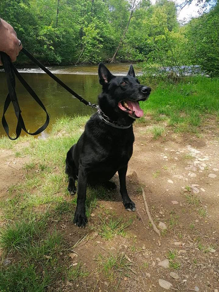 Imothep participe au concours pour gagner de l'argent avec cette photo : adventure, borador, canidae, carnivore, collar, companion_dog, dog, dog_breed, dog_collar, fashion_accessory, grass, leash, plant, recreation, snout, sporting_group, tail, tree, walking, working_animal