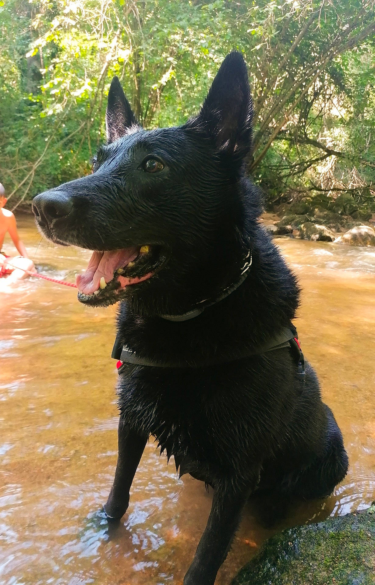 Imothep a rejoint le concours — aidez-le/la à gagner de superbes lots ! canidae, carnivore, collar, dog, dog_breed, dog_collar, guard_dog, non_sporting_group, plant, snout, sporting_group, terrestrial_animal, tree, water, working_animal, working_dog