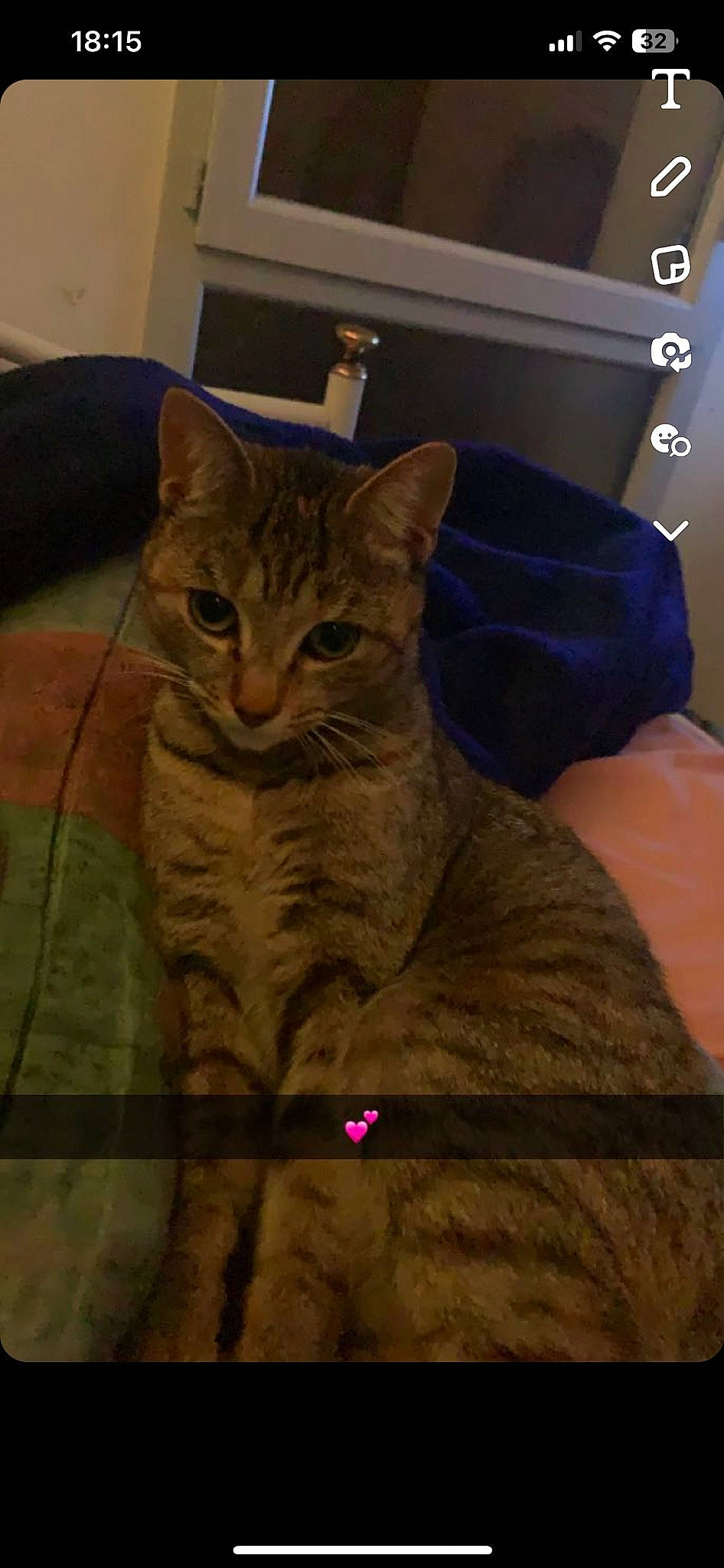 Maya a rejoint le concours — aidez-le/la à gagner de superbes lots ! carnivore, cat, comfort, computer_keyboard, domestic_short_haired_cat, felidae, fur, pattern, paw, photo_caption, sitting, sleeve, small_to_medium_sized_cats, snout, tail, tints_and_shades, whiskers