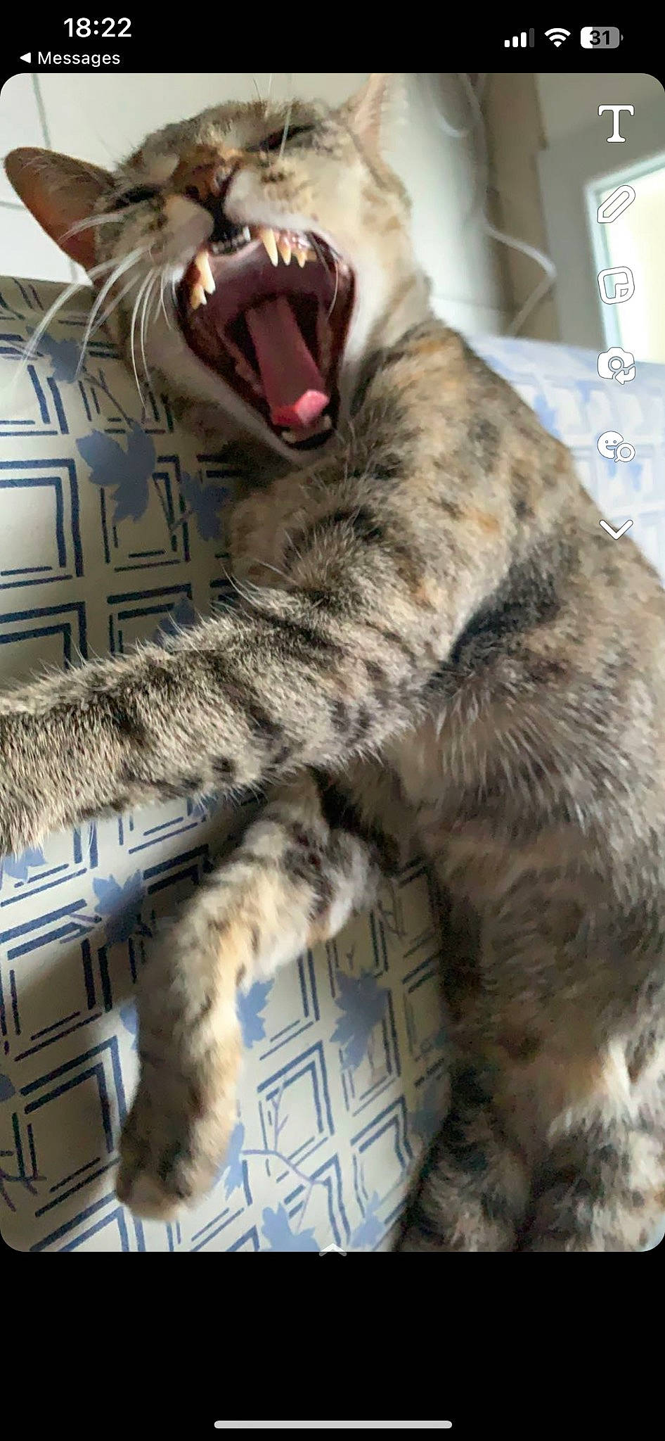 Maya participe au concours pour gagner de l'argent avec cette photo : carnivore, cat, claw, comfort, domestic_short_haired_cat, fang, felidae, foot, fur, mammal, paw, small_to_medium_sized_cats, tail, terrestrial_animal, vertebrate, whiskers, yawn
