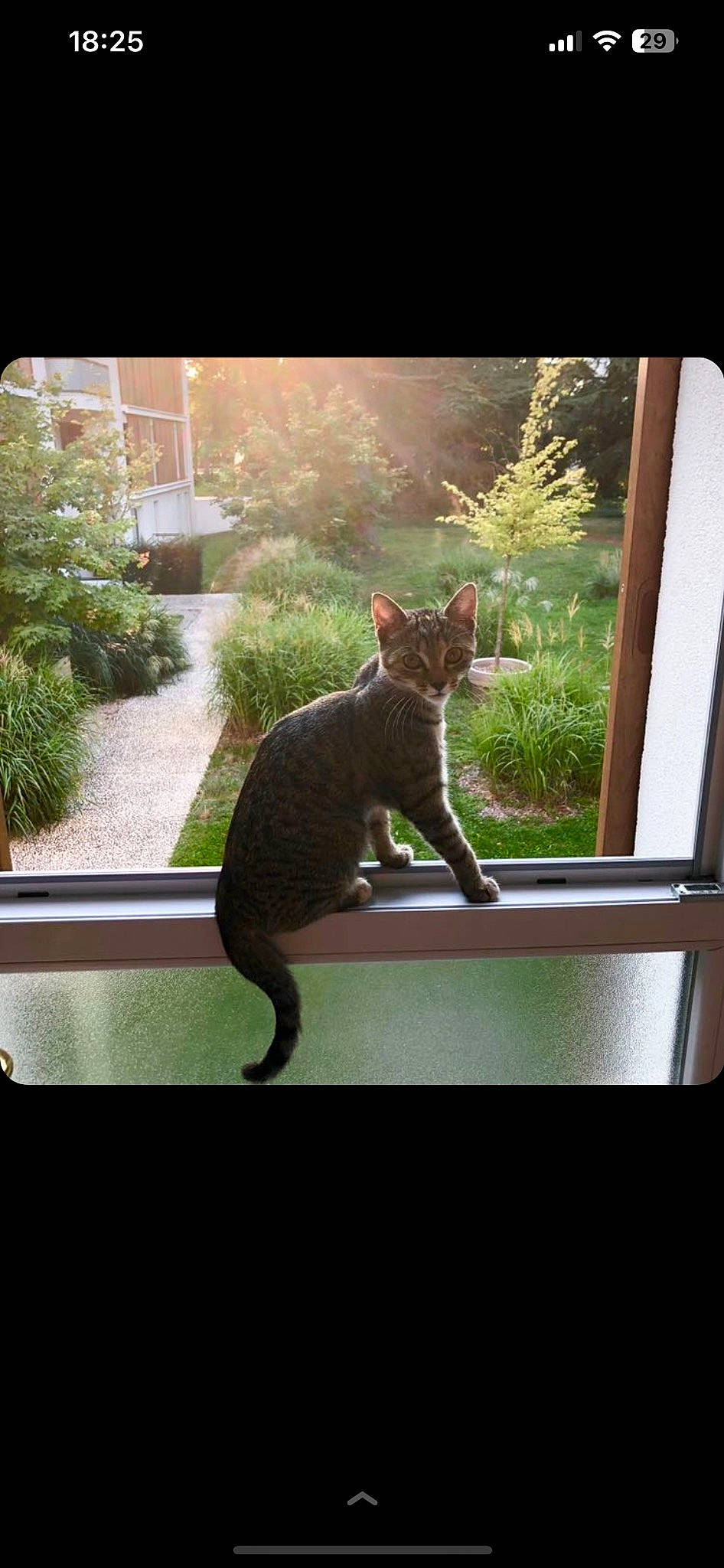 Maya participe au concours pour gagner de l'argent avec cette photo : carnivore, cat, fawn, felidae, fur, grass, houseplant, leaf, line, organism, plant, sitting, small_to_medium_sized_cats, tail, terrestrial_animal, tints_and_shades, whiskers, wildlife, window, wood