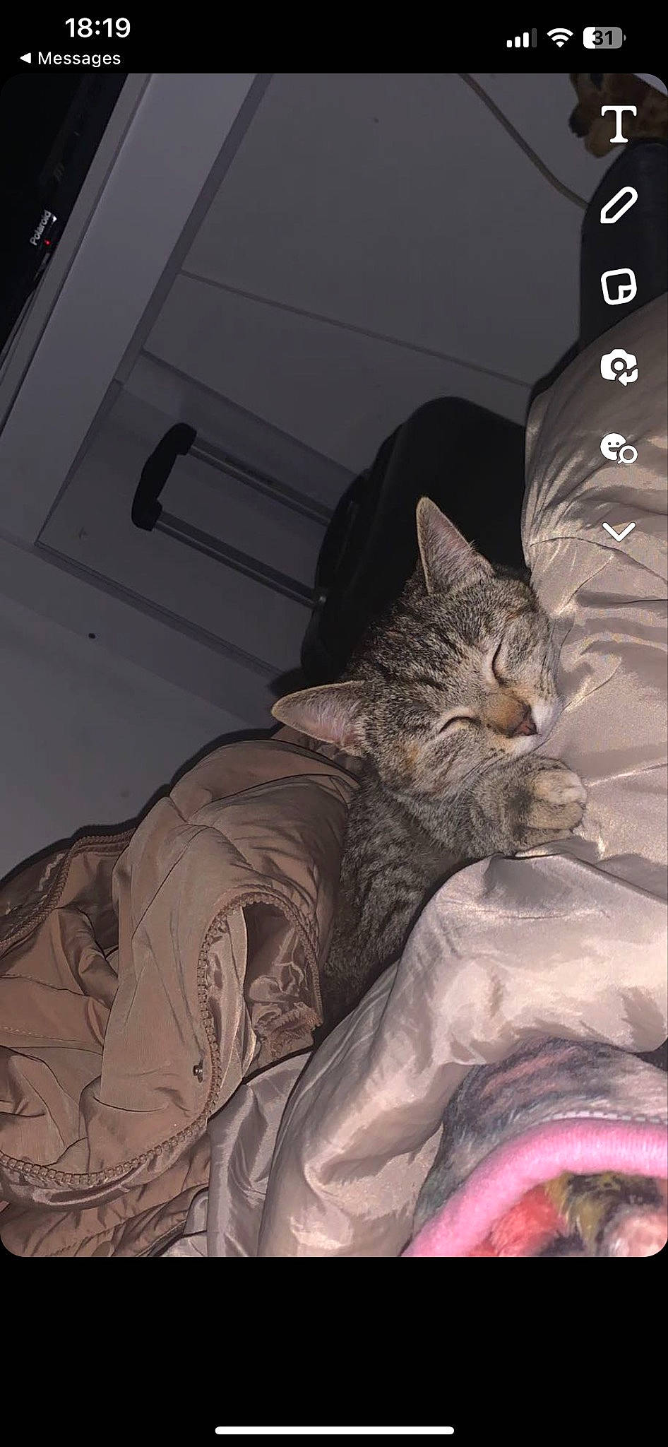 Maya participe au concours pour gagner de l'argent avec cette photo : bed, bedding, carnivore, cat, comfort, darkness, domestic_short_haired_cat, felidae, fur, grey, human_leg, lap, linens, nap, paw, sleep, small_to_medium_sized_cats, tail, vertebrate, whiskers