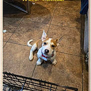 Purrdy is registered to the contest to win money with this photo: dog, puppy, calendar_cover, tiled_floor, crate, couch, table, red_collar, indoor, pet, phone_screenshot, browser_ui, title_text, tile, flooring, looking_up, white_border, adorable, household, portrait